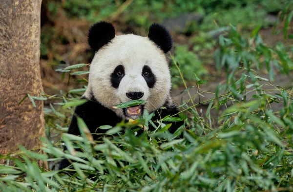 Óriás Panda Ailuropoda Melanoleuca Kínai Pinyin Dxingmo Más Néven Panda — Stock Fotó