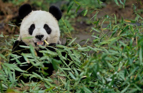 Óriás Panda Ailuropoda Melanoleuca Kínai Pinyin Dxingmo Más Néven Panda — Stock Fotó