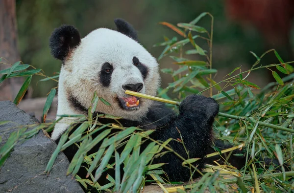 Óriás Panda Ailuropoda Melanoleuca Kínai Pinyin Dxingmo Más Néven Panda — Stock Fotó