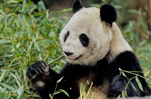 Panda Gigante Ailuropoda Melanoleuca Chinês Pinyin Dxingmo Também Conhecido Como — Fotografia de Stock