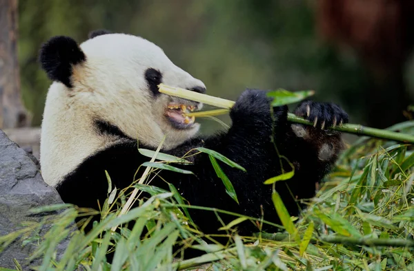 ジャイアントパンダ Ailuropoda Melanoleuca 中国語 Pinyin Dxingmo パンダのクマまたは単にパンダとも呼ばれ 中国南部の中央部に生息するクマです — ストック写真