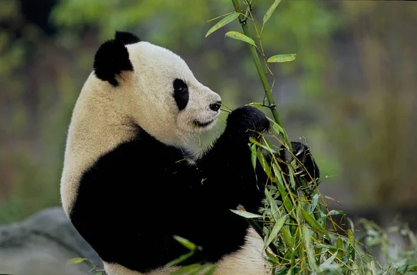 Panda Gigante Ailuropoda Melanoleuca Chinês Pinyin Dxingmo Também Conhecido Como — Fotografia de Stock