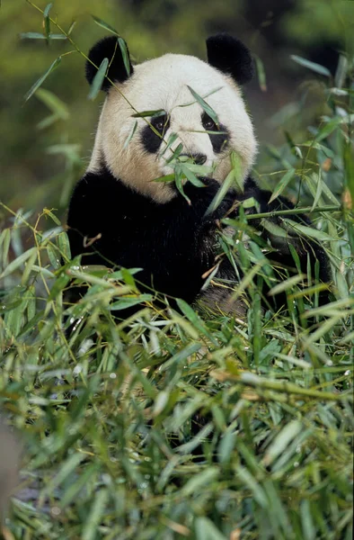 Dev Panda Ailuropoda Melanoleuca Çince Pinyin Dxingmo Çin Güneyinde Yaşayan — Stok fotoğraf