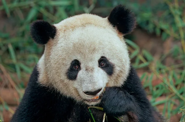 Obří Panda Ailuropoda Melanoleuca Čínština Pinyin Dxingmo Také Známý Jako — Stock fotografie