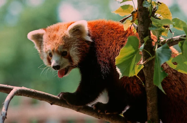 Petit Panda Rouge — Photo