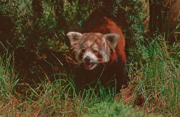 Panda Pequeño Rojo — Foto de Stock