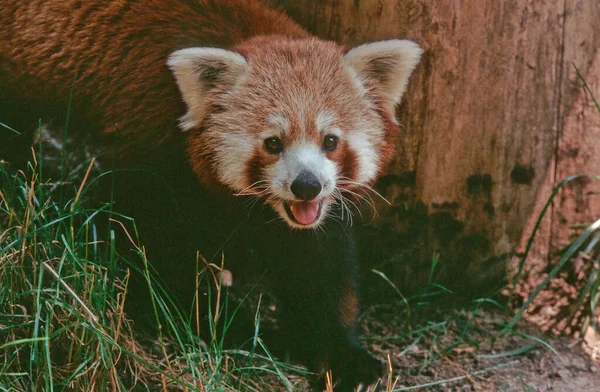 Panda Pequeño Rojo — Foto de Stock