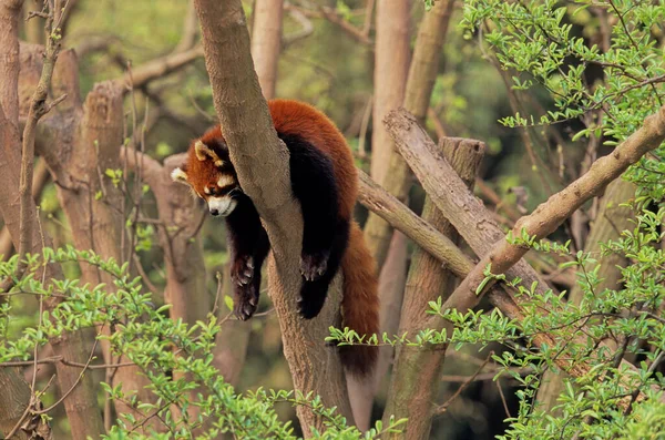 小熊猫或红熊猫 — 图库照片
