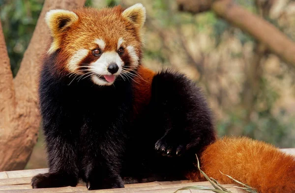 Lesser Red Panda — Stock Photo, Image