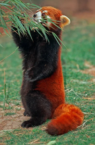 Kleiner Oder Roter Panda — Stockfoto
