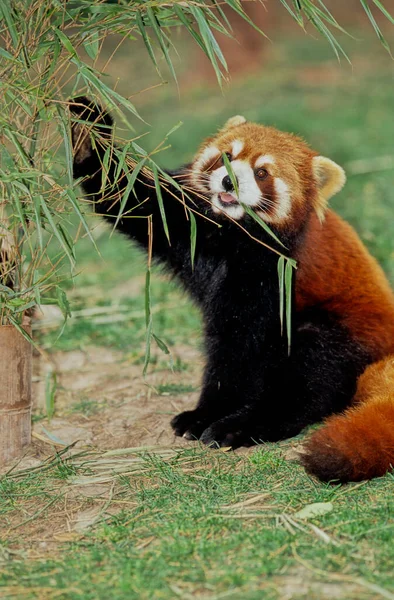 Lesser Red Panda — Stock Photo, Image