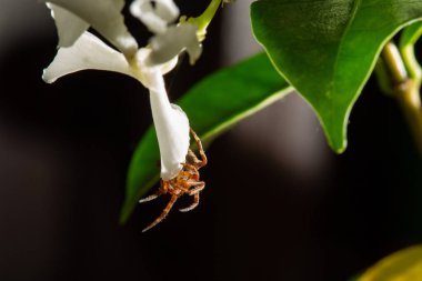 Araneus, örümcekgiller familyasından bir örümcek cinsidir. Avrupa bahçe örümceği ve ahır örümceği de dahil olmak üzere yaklaşık 650 türü kapsar..