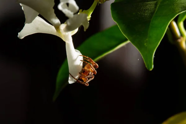 Araneus Rod Obyčejných Pavouků Tkajících Koule Zahrnuje Asi 650 Druhů — Stock fotografie
