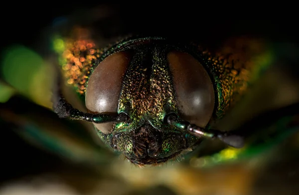 Chrysochroa Mniszechii 속하는 딱정벌레의 일종으로 타이와 나라에서 아시아에서 수있다 — 스톡 사진