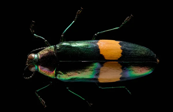 Chrysochroa Mniszechii Una Especie Coleóptero Familia Buprestidae —  Fotos de Stock