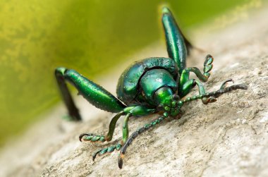 Yeşil bacaklı kurbağa böceği (Sagra buqueti), Chrysomelidae familyasına ait bir böcek türüdür..