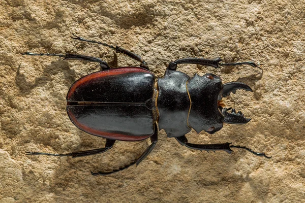 Odontolabis Género Escaravelho Família Lucanidae — Fotografia de Stock