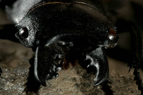 Odontolabis, Lucanidae familyasından bir böcek cinsidir..