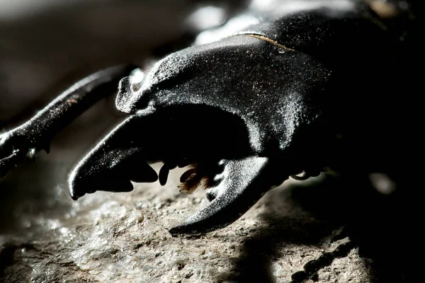 Odontolabis, Lucanidae familyasından bir böcek cinsidir..