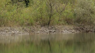 Kuzey Adda Parkı 'ndaki bataklıklar ve bataklıklar