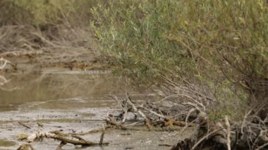 Kuzey Adda Parkı 'ndaki bataklıklar ve bataklıklar