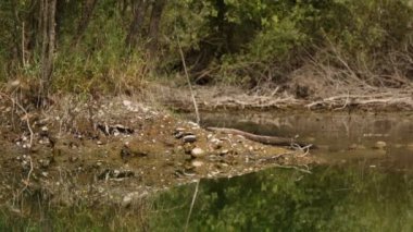 Kuzey Adda Parkı 'ndaki bataklıklar ve bataklıklar