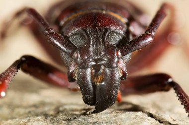 Hylotrupes bajulus (Eski Ev Sıkıcısı), uzun boynuzlu böcek familyasından bir böcek türü..