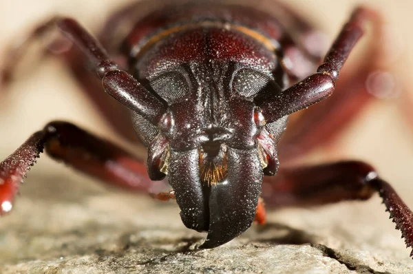 Hylotrupes Bajulus 하우스 딱정벌레 속하는 딱정벌레의 일종이다 — 스톡 사진