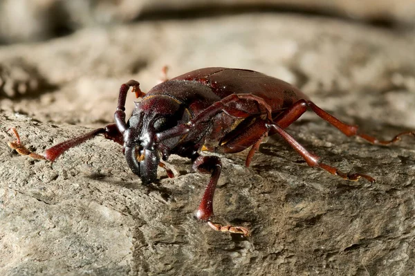 Hylotrupes Bajulus 하우스 딱정벌레 속하는 딱정벌레의 일종이다 — 스톡 사진