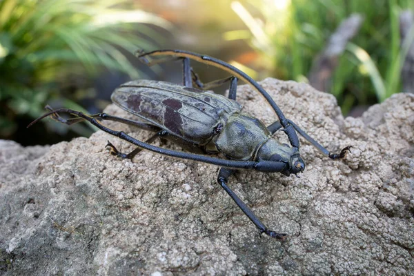 番石榴 Paraepeotes Togatus 是番石榴科的一种甲虫 它是由Perroud于1855年描述的 最初的名称为Monhammus 它来自巴布亚新几内亚 澳大利亚和摩鹿加群岛 — 图库照片
