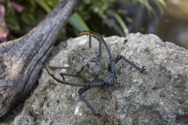 Paraepeotes Togatus Вид Жука Семейства Cerambycidae Описан Перрудом 1855 Году — стоковое фото