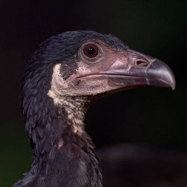 Arkeopteriks bazen Almanca adıyla 