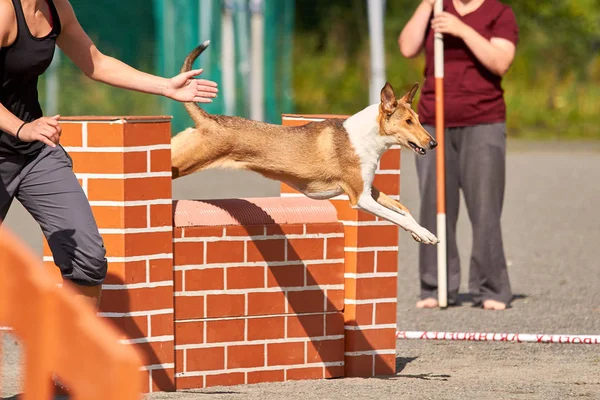 Dog jumping over a hurdle in an agility competition.