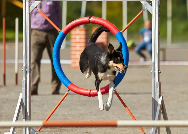Dog jumping throughagility hurdle