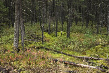 Çam ağaçları ve sonbahar sırasında Kuzey Minnesota ormandaki yosunlu zemin