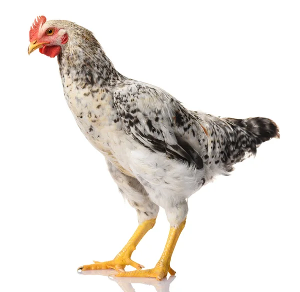 Satu Ayam Abu Abu Terisolasi Pada Latar Belakang Putih Studio — Stok Foto