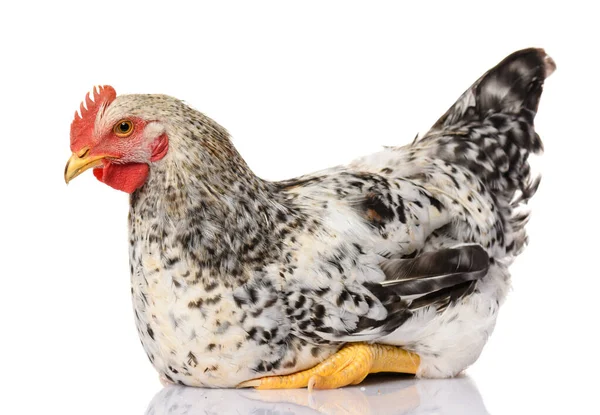 One Gray Cock Isolated White Background Studio Shoot — Stock Photo, Image