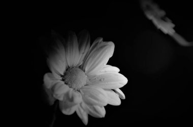 Siyah arka plan ile beyaz papatya çiçek Makro çekim