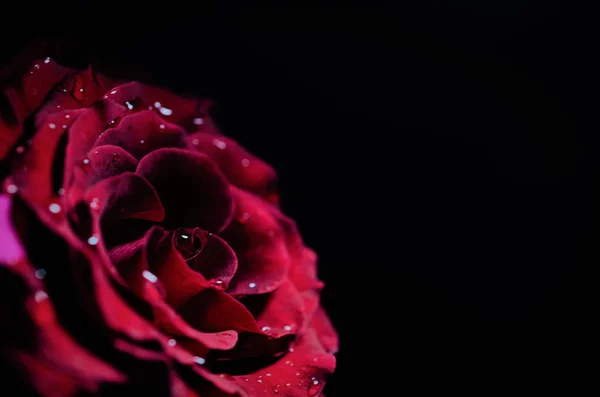 Wet Dark Red Roses Water Drops Flower Background Black Background — Stock Photo, Image