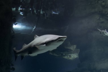 Oceanarium cam arkasında büyük köpek balığı