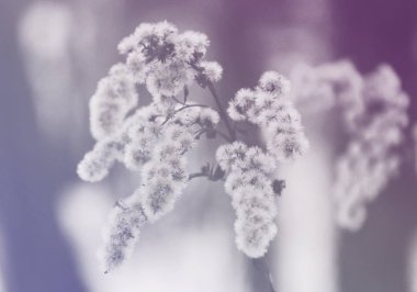 Kuru otların arasında kar kış açık, hava