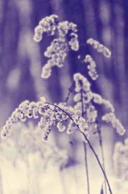 Kuru otların arasında kar kış açık, hava