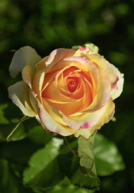 güneş ışığı altında karanlık bahçe zemin üzerine gül çiçek sarı yaprakları