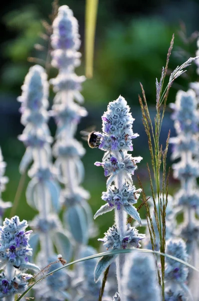 Bee Fly Flowers Stachys Byzantina Garden — Stock Photo, Image