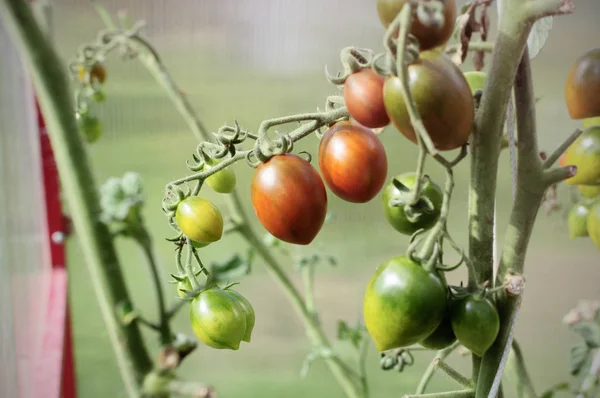 Brown tomatoes in greenhBrown tomatoes in greenhouse, growing tomatoes in a greenhouseouse, growing tomatoes in a greenhouse