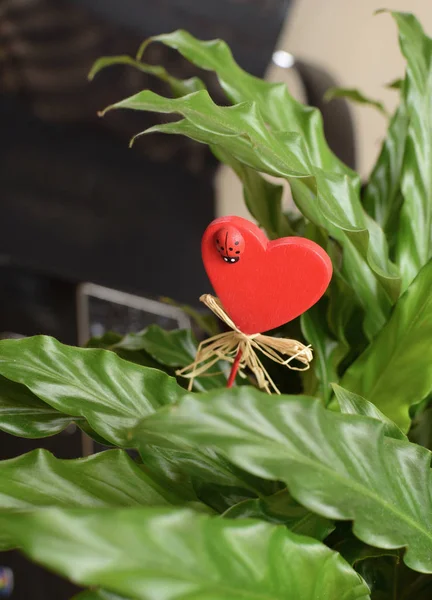 Corazón Amor Rojo Con Mariquita Hojas Plantas Verdes Fondo Computadora —  Fotos de Stock