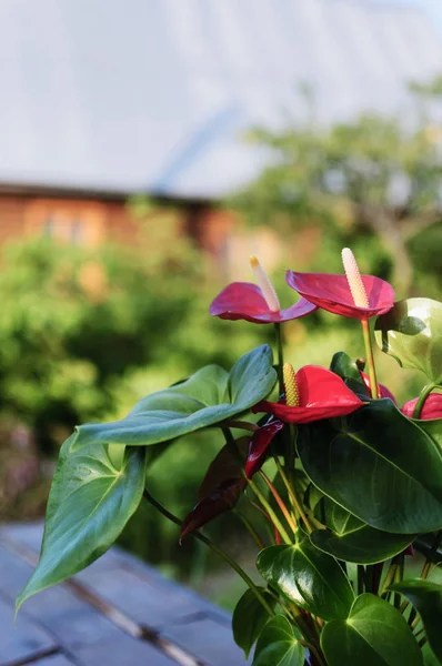 Güneşli bir gün içinde açık havada yeşil yaprakları ile çiçek açması Anthurium bitki