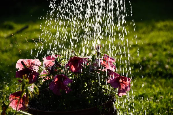 Arrosage Des Fleurs Pétunia Dans Jardin — Photo