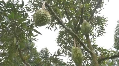 ağaç üzerinde bir dolly atış Durian ünlü ve lezzetli Tay meyve.