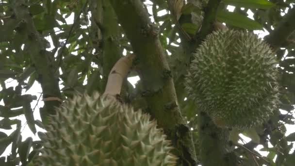Dolly Shot Durian Árbol Una Fruta Tailandesa Famosa Deliciosa — Vídeo de stock